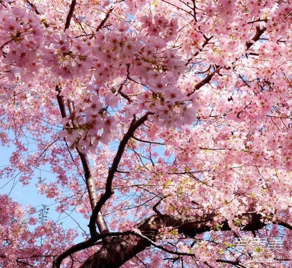 2017五月份武汉天气穿什么 五月份武汉还有樱花吗 武汉樱花什么时候开