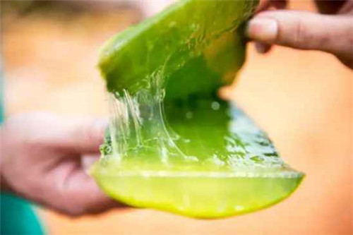 蘆薈膠的作用是什麼 蘆薈膠的正確使用方法