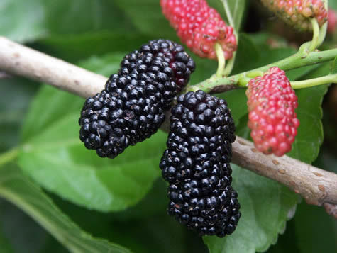 黑水果吃出美白肌肤