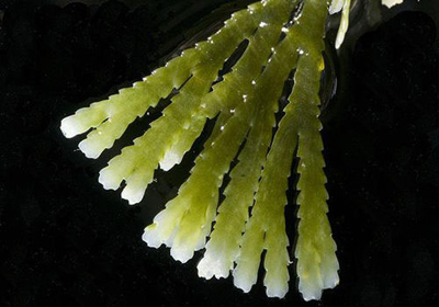 秋季润燥补血宝典 做个“湿”美人