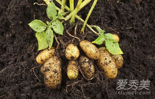 土豆麵膜可以祛痘嗎 土豆麵膜有什麼效果