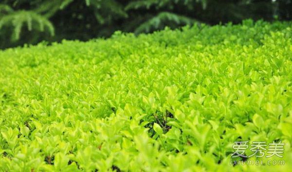 去除头皮屑最简单的方法 6个偏方快来试试吧 怎样可以去头屑