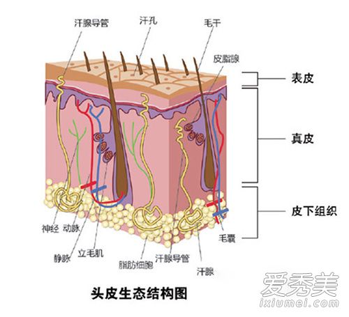 為什麼頭發越來越油？頭油多怎麼辦 頭發油的原因