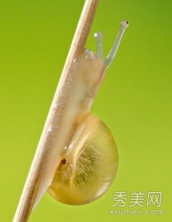 竹子蜗牛也能护肤 史上最怪美容方法