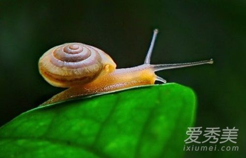 蜗牛可以美容吗 蜗牛美容多少钱一次