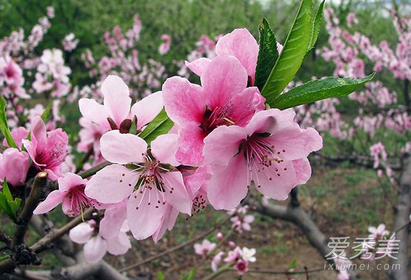 春天祛斑好时机 生姜桃花都是祛斑利器 祛斑小窍门