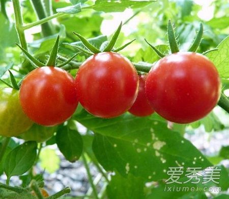 天天吃番茄能美白嗎 番茄生吃還是熟吃美白