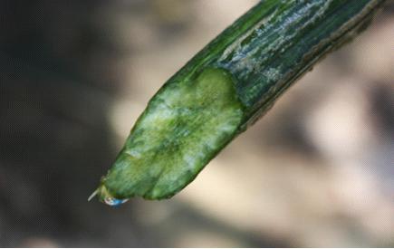 絲瓜水敷臉有什麼作用 絲瓜水敷臉能收縮毛孔嗎