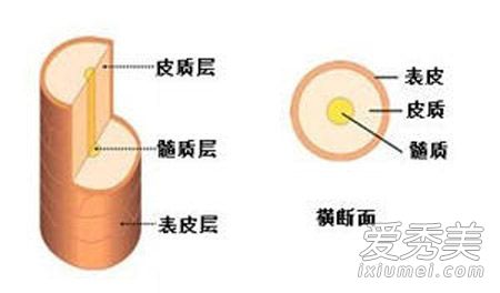 頭發幹枯易斷？夏季該如何保養自己的頭發？ 頭發幹枯怎麼辦