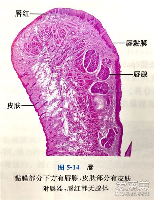 撕嘴皮的危害 撕嘴皮會使嘴唇變厚嗎