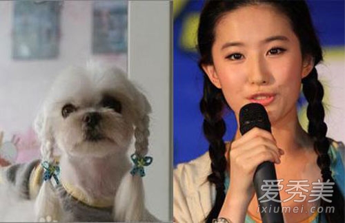 女神也有失手時 新裝尹恩惠與萌犬撞發型