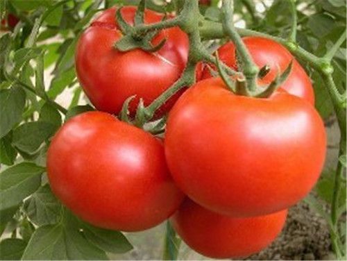 西红柿有什么美容效果？番茄如何吃最有营养
