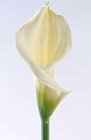 消防小吃解毒、美容、抗秋燥