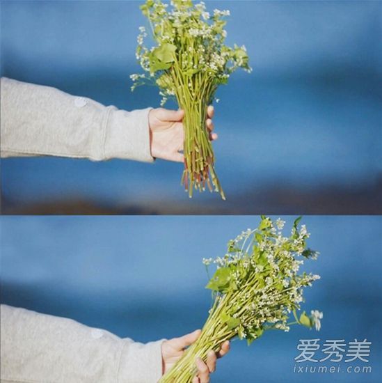 除了玩浪漫的荞麦，它也是护发的法宝！