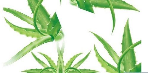 自制芦荟面膜粉的方法芦荟面膜粉的功效及功能