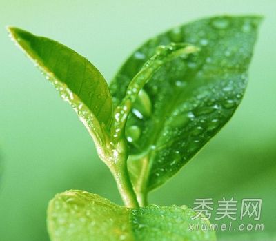 喝新鲜绿茶也能保护皮肤免受辐射。