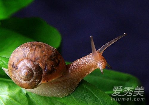 蜗牛能被美化吗？蜗牛美容要多少钱？