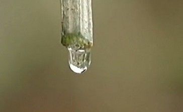 丝瓜水对去除粉刺有好处吗？孕妇可以使用丝瓜水吗？