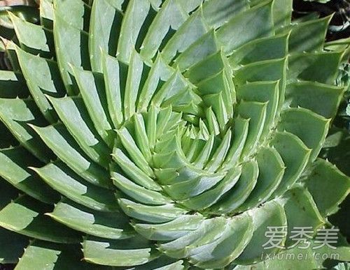 芦荟如何制作面膜？一种芦荟面膜的制备方法