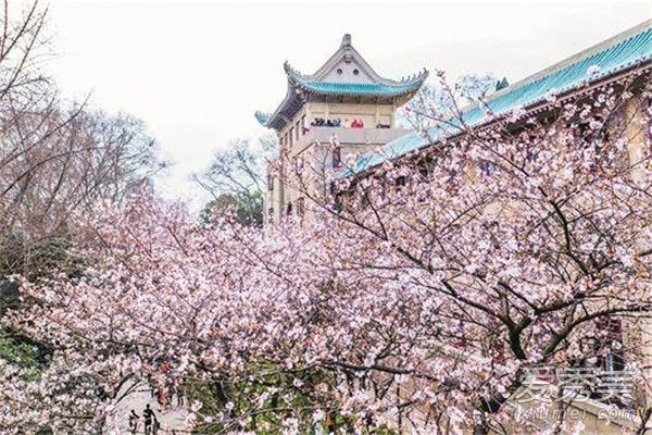 2017年5月武汉的天气怎么样?武汉五月有樱花吗?
