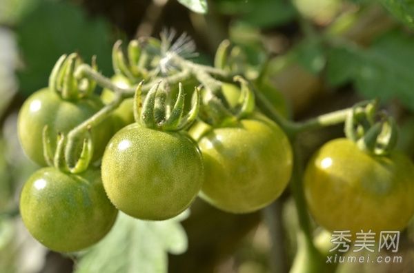 秋天你吃什么养生？小心11种有毒食物