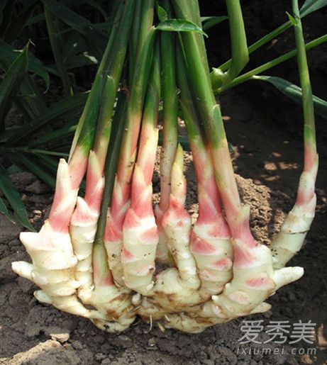 生姜和桃花是春季祛斑的利器